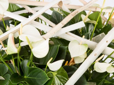 A Bowl of Adios White - close up A Bowl of Adios White - close up