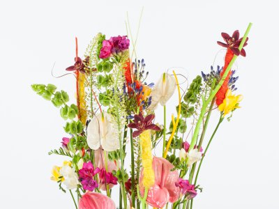 Bright and colorful Anthurium design