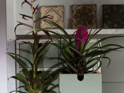 Two different types of Tillandsia