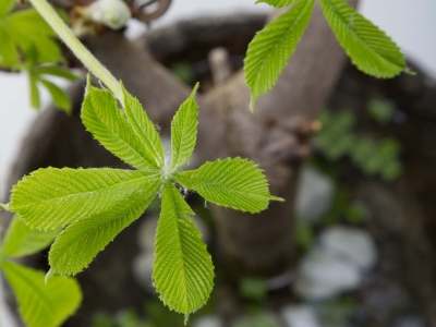 Beautiful simplicity - a close up Beautiful simplicity - a close up