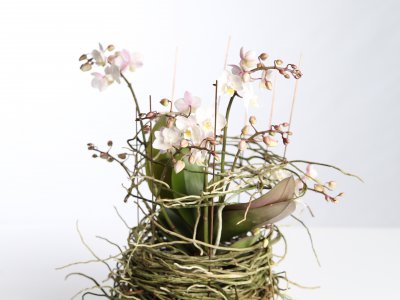 Phalaenopsis design with aerial roots