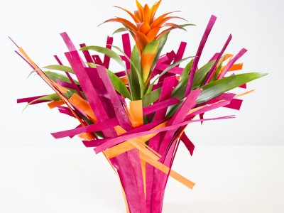 Bright Bromeliad
