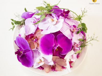 Bowl of beautiful Phalaenopsis