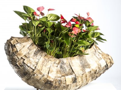 Beautiful base for Anthuriums