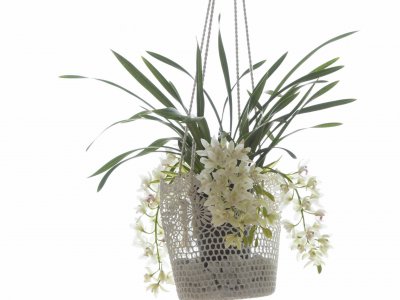 a hanging Cascade Cymbidium