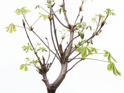 Beautiful simplicity: chestnut-tree branch