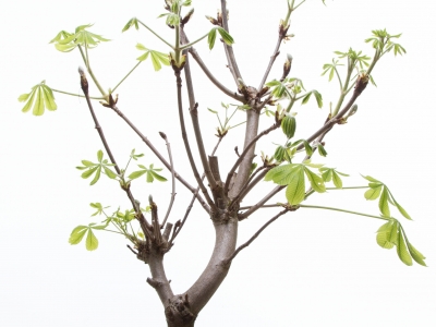 Beautiful simplicity: chestnut-tree branch Beautiful simplicity: chestnut-tree branch