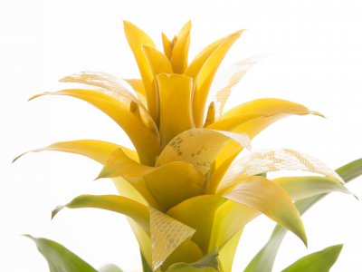 Guzmania with nice details - close up
