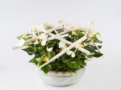 A Bowl of Adios White