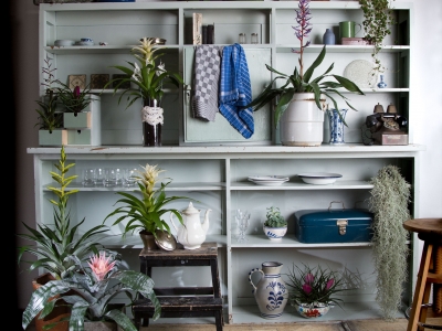 Display those Bromeliads