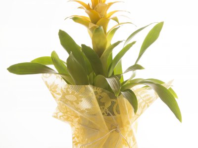 Guzmania with nice little details