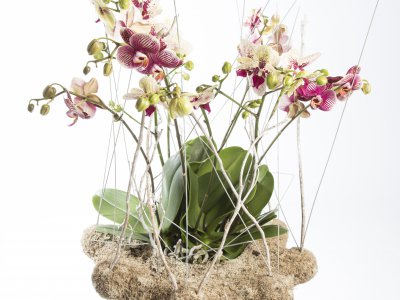 Moss covered base for Phalaenopsis