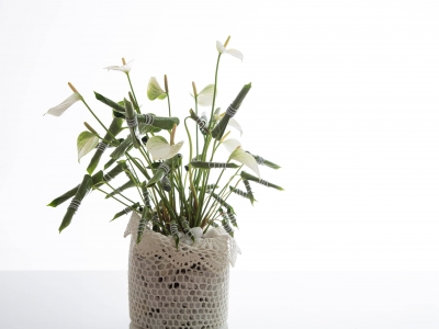 an Anthurium styled differently an Anthurium styled differently