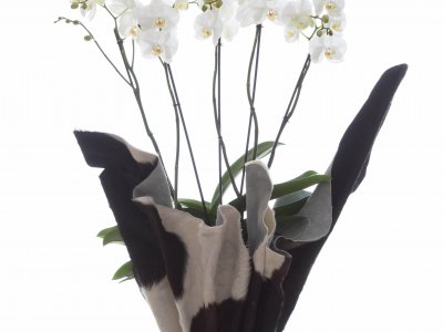 An eye-catcher: the Phalaenopsis