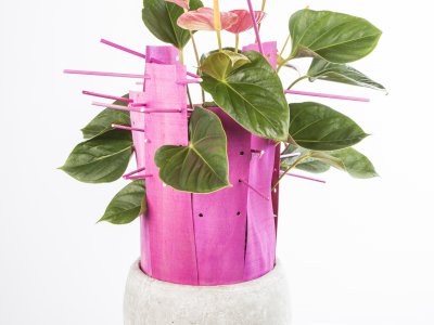 Anthurium design by Pim van den Akker