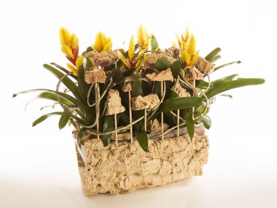 Vriesea Evita