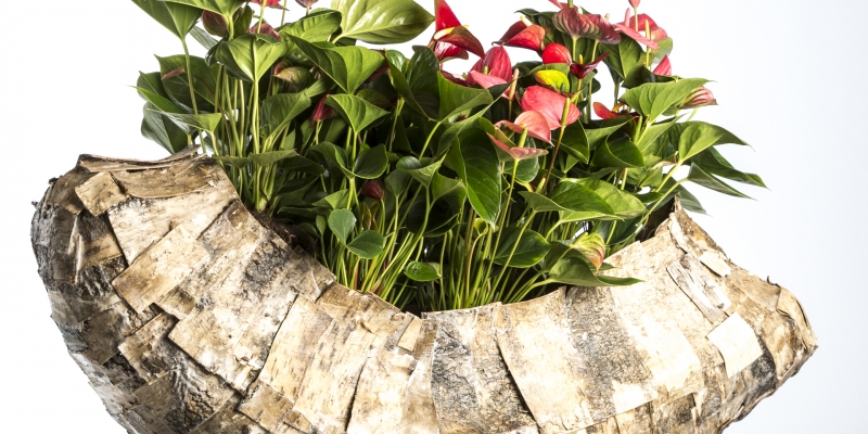 Beautiful base for Anthuriums