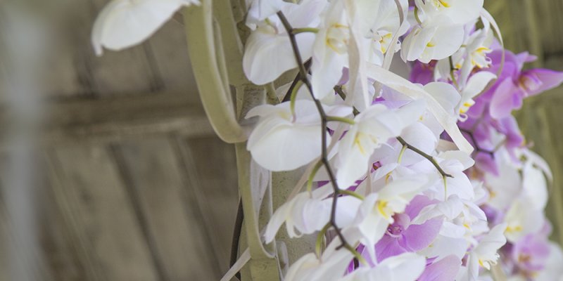 Wedding orchids 
