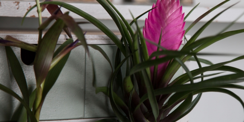 Tillandsia for your urban jungle