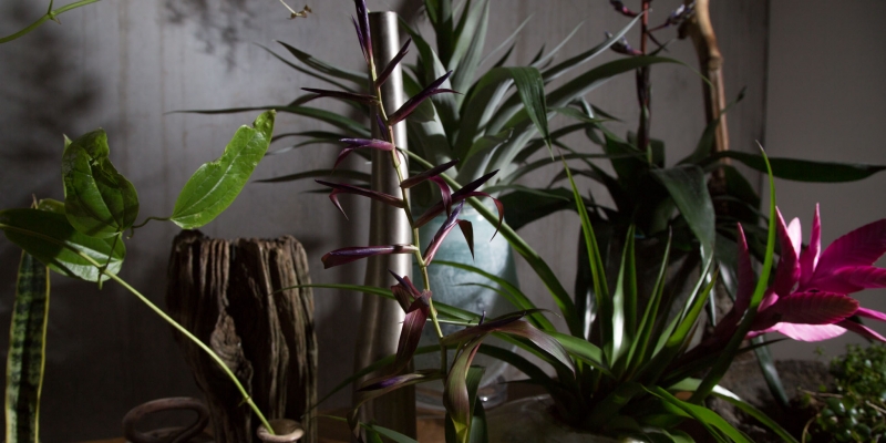 Show off these deep purple colours