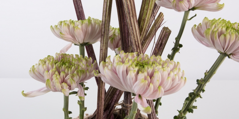 Chrysanthemum and butterbur leaves