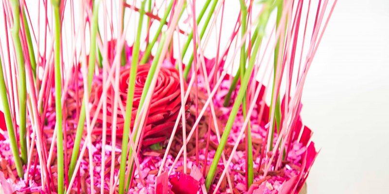 Freesia Heart - close up