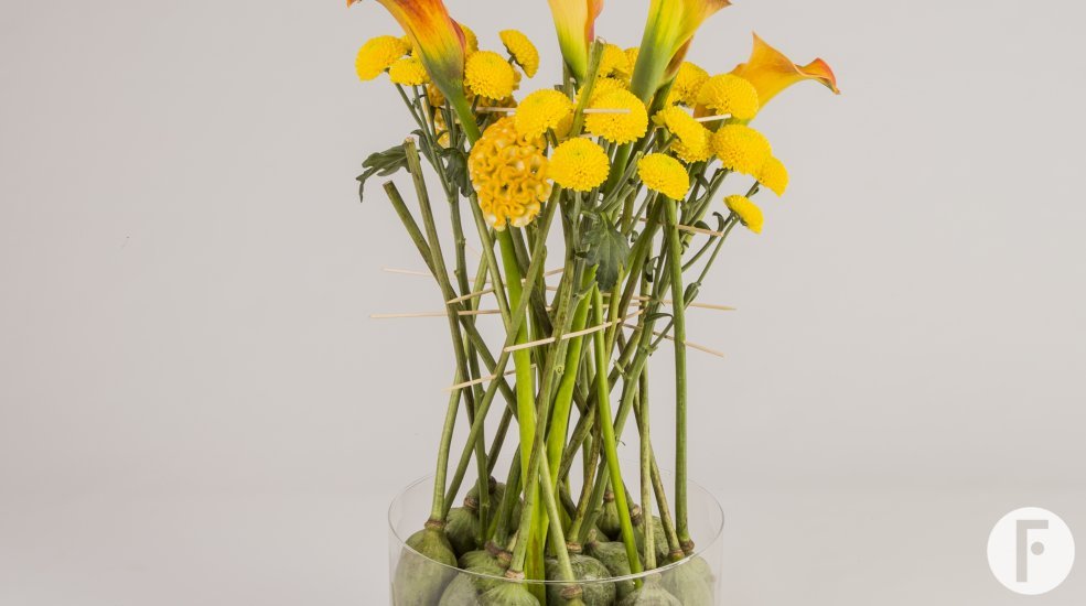 zentoo limoncello design totaal