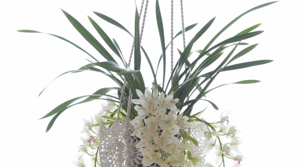 Cymbidium in hanging container