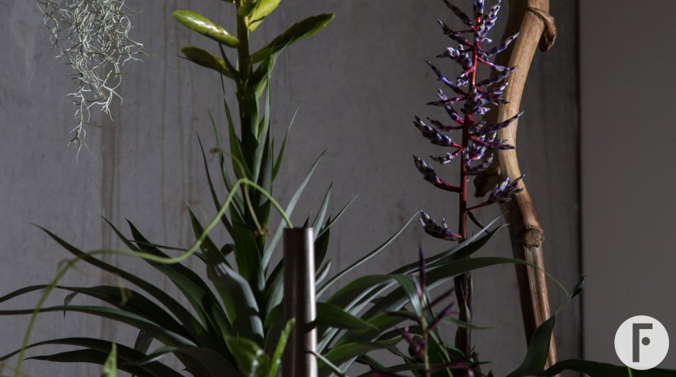 create an urban jungle with Bromeliads