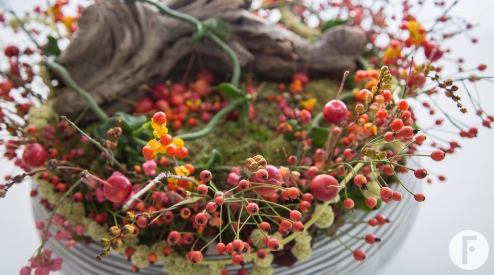 570A9759 small fairy garden close up sRGB