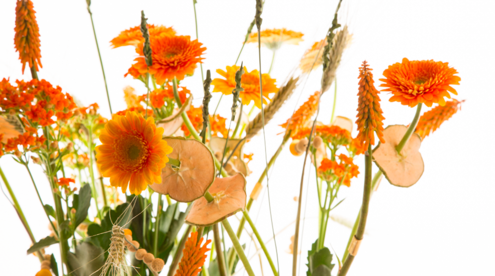 FF retro composition with germinis close