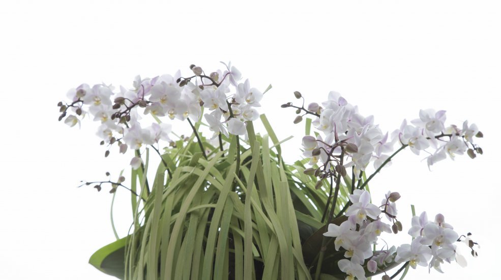 Opti flor design interieur Willd Orchid veneer close up