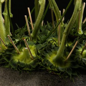 Floral Design Course Floral Design Course