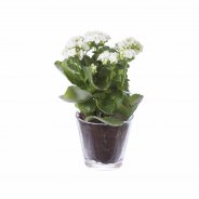 Kalanchoe wit2