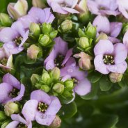 Kalanchoe lila - close up