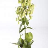 Kalanchoe