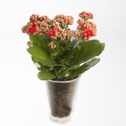 Kalanchoe rood