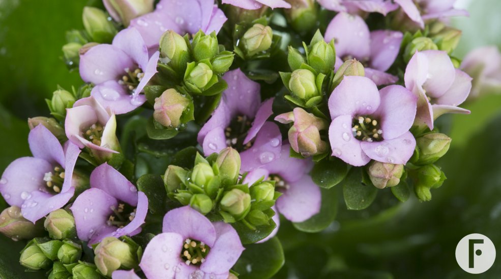 Kalanchoe lila - close up