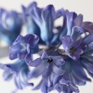 Hyacinth