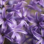Hyacinth - close up