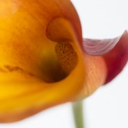 Calla