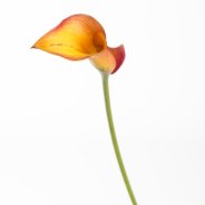 Calla
