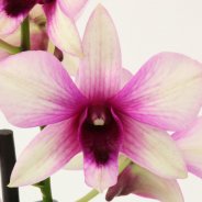 IMG 4838 Dendrobium Sa nook Polar Fire 12 Fransen Orchideeen.close up