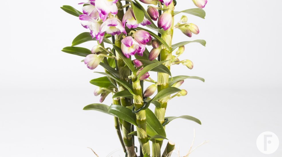 6.dendrobiumnobile