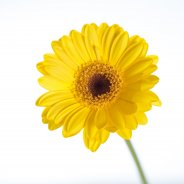 16b Germini Bison Gold