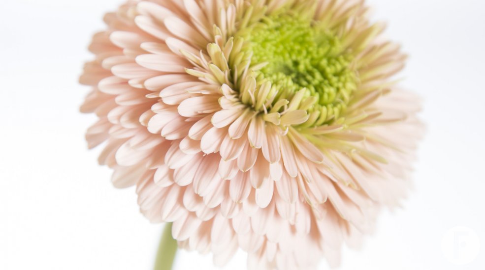 5b Gerbera Ice Queen