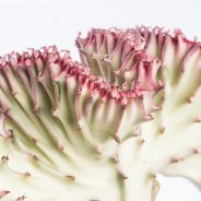 Euphorbia lactea