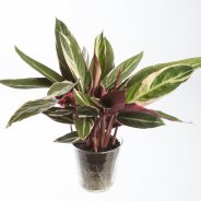 Calathea Triostar 2