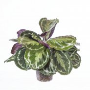 Calathea
