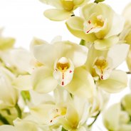 Scholte Orchidee Eerlisue Paddy close up bloem af